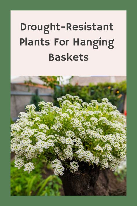 Drought-Resistant Plants for Hanging Baskets Drought Tolerant Annuals, Garden Hack, Artificial Hanging Baskets, Hanging Plants Outdoor, Edging Plants, Drought Resistant Plants, Hanging Gardens, Cascading Flowers, Vertical Gardening