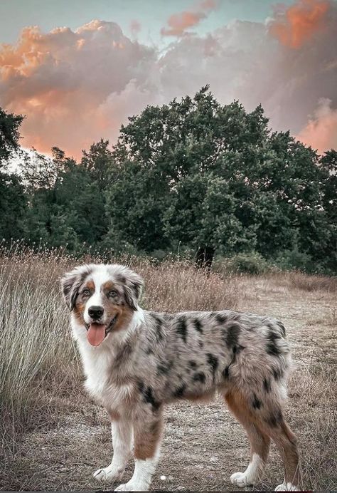 Australian Shepherd Colors, Merle Australian Shepherd, Rottweiler Mix, Australian Shepherd Puppy, Aussie Puppies, Australian Shepherd Puppies, Cut Animals, Cute Animals Puppies, Australian Shepherd Dogs