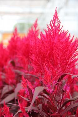 Flower for mom design: Dragon's Breathe Celosia Dragons Breath Plant, Celosia Argentea, Zone 9b, Mystical Garden, Dragon Garden, Plant Poster, Plant Varieties, Herbaceous Border, Plant Seedlings