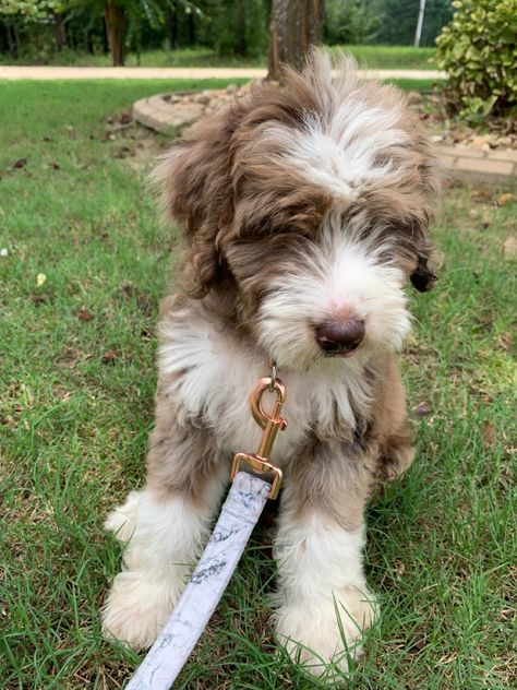 Ausidoodle Puppies, Aussiedoodle Full Grown, Toy Aussiedoodle, Aussie Doodle Puppy, Aussie Doodle, Mini Aussiedoodle, Aussiedoodle Puppies, Bernedoodle Puppy, Really Cute Puppies