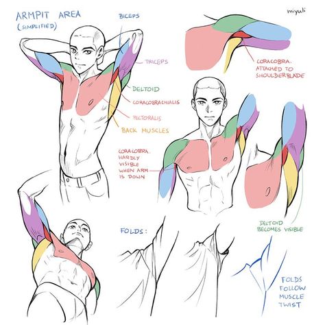 I hope this helps! Feel free to use this as reference in your own art. Rinotuna Tutorials, Back Anatomy, Drawing Tuts, Arm Anatomy, Visual Library, Body Structure, Anatomy Tutorial, Human Anatomy Drawing, Human Anatomy Art