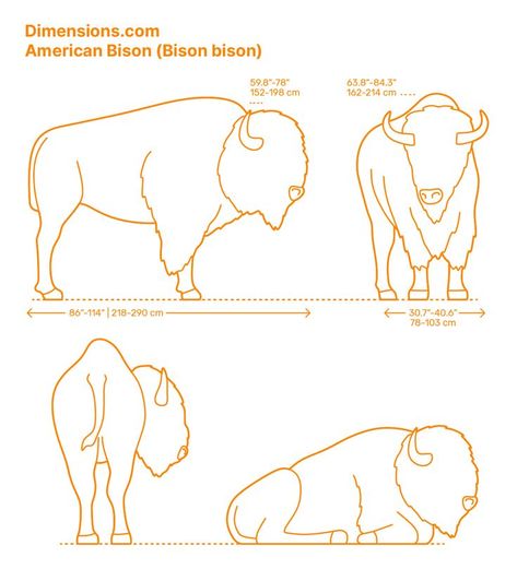 Bison Tattoo, Mammals Animals, Buffalo Tattoo, Buffalo Animal, Bison Art, American Buffalo, Doodle Pages, American Bison, Artists For Kids