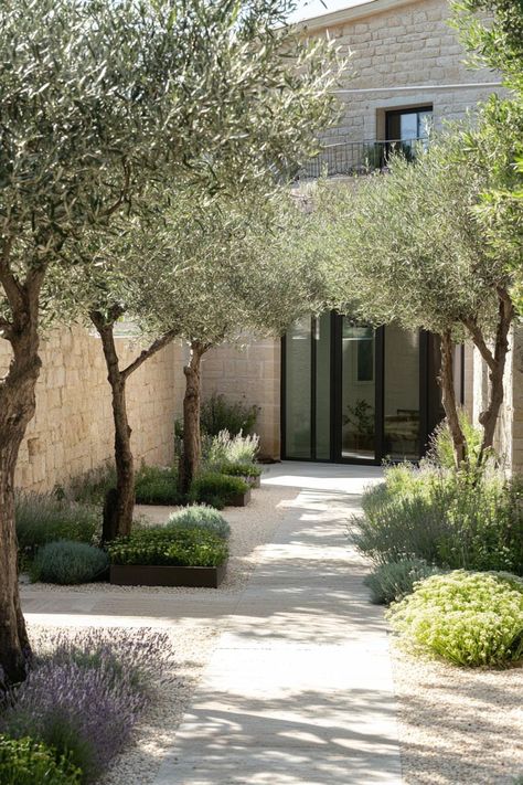 Stone House Garden, Olive Tree Courtyard, Front Private Courtyard, Trees In Courtyard, Mediterranean Indoor Plants, Olive Tree Landscape Design, Mediterranean Modern Garden, Modern French Country Backyard, Garden With Olive Trees