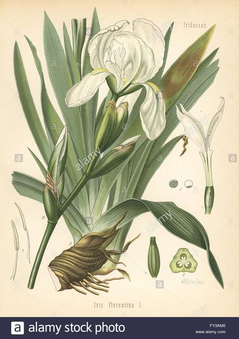 Download this stock image: White flag, Iris germanica (Iris florentina). Chromolithograph after a botanical illustration by Walther Muller from Hermann Adolph Koehler's Medicinal Plants, edited by Gustav Pabst, Koehler, Germany, 1887. - FY3AM0 from Alamy's library of millions of high resolution stock photos, illustrations and vectors. Iris Reference, Art Decor Kitchen, Mushrooms Forest, Sago Palm, Summer Flowers Garden, Illustration Botanique, White Flag, Botanical Artwork, Bearded Iris