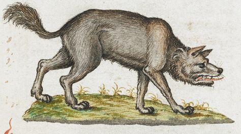 Fake Medieval Proverbs (from the Middle Ages) Medieval Wolf, Wolf Drawings, Wolf Running, Medieval Artwork, Wolf Drawing, Art Corner, Afraid Of The Dark, British Library, Wolf Art