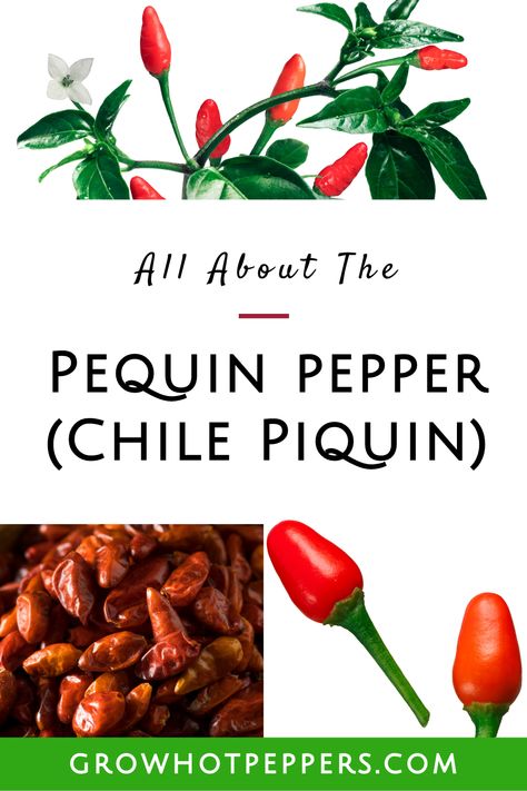 What's tiny, red and really hot? The Pequin pepper (Chile Piquin)! Learn all about the Pequin including its heat level, culinary uses & how to grow Pequin peppers too. Pequin Pepper Recipes, Chili Pequin, Growing Chili Peppers, Pepper Benefits, Pepper Varieties, Growing Hot Pepper, Red Pepper Recipes, Chili Pepper Recipes, Mexican Chili