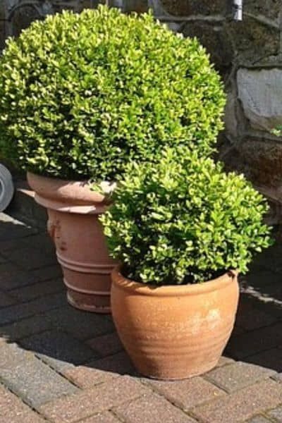 Evergreen Potted Plants, Perenial Garden, Boxwood Planters, Boxwood Landscaping, Plant Stand With Wheels, Box Wood Shrub, Boxwood Garden, Boxwood Plant, Potted Plants Outdoor