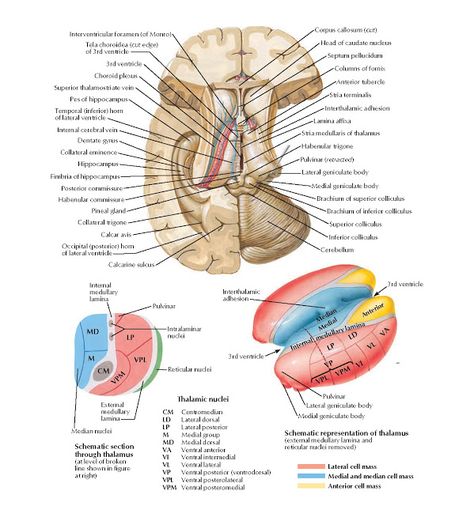 Thalamus and Related Structures  Anatomy   Interventricular foramen (of Monro) , 3rd ventricle , Corpus callosum ( cut ) , Head of caudat... Choroid Plexus, Nervous System Parts, Cystic Ovarian Syndrome, Caudate Nucleus, Joints Anatomy, Medical Drawings, Corpus Callosum, Medicine Studies, Brain Anatomy