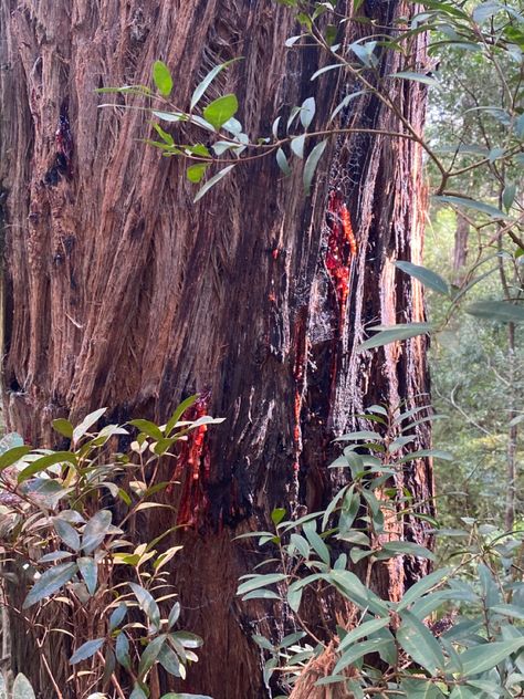 Tree
Environment 
Nature
Outdoors
Tree
Australian bush
Tree sap Bloodwood Tree, Earth Genasi, Growth And Decay, Tree People, Tree Sap, Red Tree, Environment Design, Design Assets, Forest