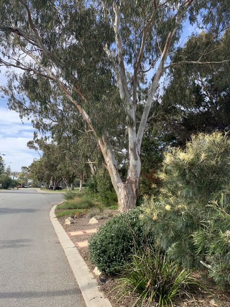 Native Verge Garden Australia, Verge Garden, Plants That Like Shade, Land Scaping, Native Plant Landscape, Australia Landscape, Native Gardens, Front Gardens, Waterwise Garden