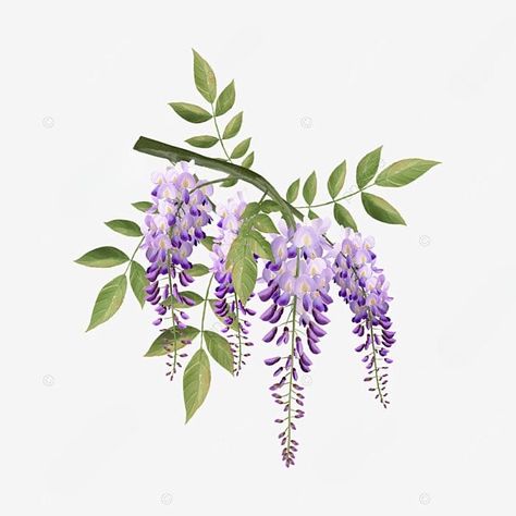 Wisteria Hummingbird Tattoo, Wisteria Drawing, Bridgerton Flowers, Wisteria Tattoo, Lilac Tattoo, Peacock Wedding Invitations, Wisteria Lane, Wisteria Tree, Water Color Nails