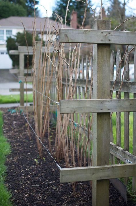 Raspberry Plants, Berry Garden, Minimalist Garden, Potager Garden, Veg Garden, Garden Yard Ideas, Vegetable Garden Design, Food Garden, Fruit Garden