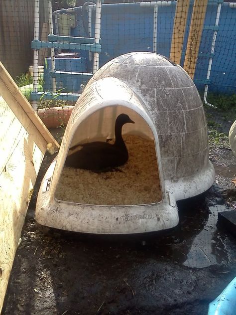 cozy Goose House Ideas, Duck Housing, Backyard Diys, Duck Pen, Duck Houses, Coop Signs, Duck Pens, Goose House, Duck Stuff