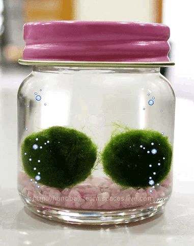 Marimo Moss, Marimo Moss Ball, Soft Kidcore, Ball Aesthetic, Moss Ball, Moss Balls, I Love Girls, Pink And Green, Collage