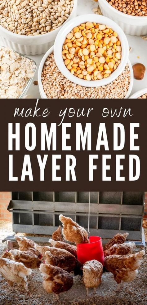 Home Made Chicken Feed Recipe, Diy Chicken Food Recipes, Home Made Chicken Food, Chicken Diy Feeder, Chicken Feed Mixture, Chicken Feed Recipe Homemade, What To Add To Chicken Feed, Diy Chicken Layer Feed, Chicken Feed Mix Recipe