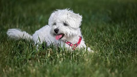 Bichon Maltez mănâncă iarbă. Care sunt cauzele? - Totul despre bichoni Pune, Malta