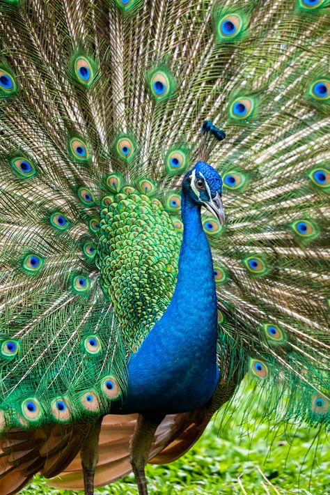 Male Peacock, Peacock Images, Peacock Photos, Peacock Wallpaper, Peacock Pictures, Pink Abstract Painting, Peacock Painting, Peacock Art, Close Up Photography