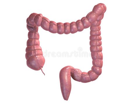 Colon. 3drendered anatomy illustration of a human colon , #SPONSORED, #anatomy, #drendered, #Colon, #colon, #human #ad Colon Anatomy, Anatomy Illustration, February Nails, Health And Fitness Magazine, When You Sleep, Fitness Advice, Live Lokai Bracelet, Anatomy, Stock Illustration