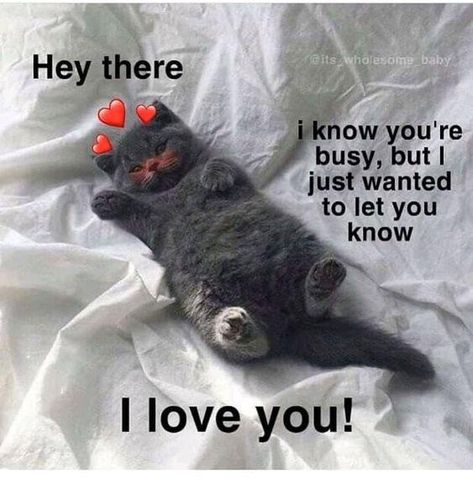 so cute.. Cute Animal Memes, Silly Cats Pictures, Cute Texts For Him, Life Quotes Pictures, Cute Messages, Love My Boyfriend, For My Love, Reaction Images, Love Memes