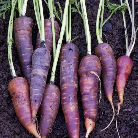 Carrot Seeds - F1 Purple Haze | Suttons Seeds Pictures, Purple Carrot, Daucus Carota, Bean Seeds, Carrot Seeds, Vegetable Seeds, Veg Garden, Tomato Seeds, All Vegetables