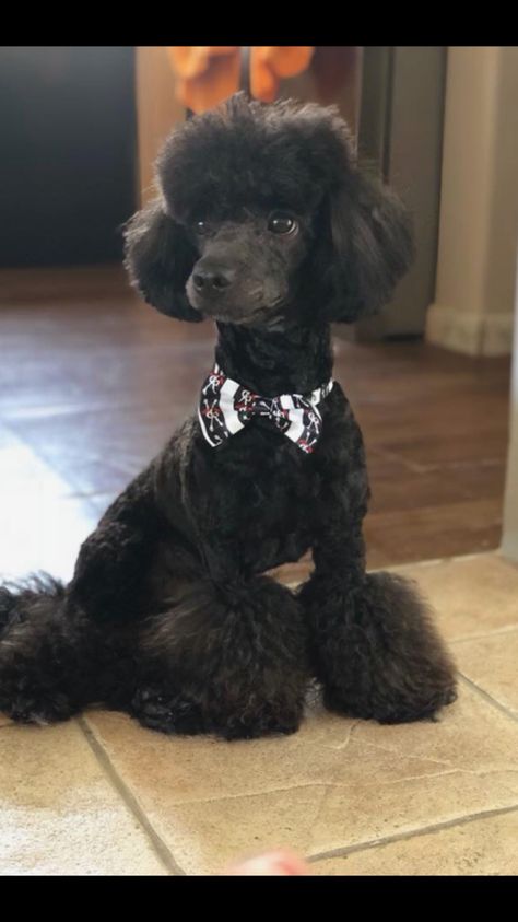 Toy Poodle Haircut, Black Standard Poodle, Small Poodle, Poodle Haircut, Poodle Dogs, Poodle Cuts, Black Poodle, Toy Poodles, French Dogs