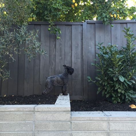 dark stained fence, Cabot Solid Wood Stain in Burnt Hickory Front Yard Black Fence, Charcoal Stained Fence, Pebble In Garden, Charcoal Fence Paint, Stained Black Fence, Charcoal Grey Fence Paint, Grey Stained Wood Fence, Painted Outdoor Fence, Charcoal Grey Fence