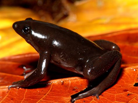 All black frog Chinese Giant Salamander, Frog Photos, Frog Species, Black Frog, Amazing Frog, Odd Things, Dart Frog, Frog Art, Amazing Pictures