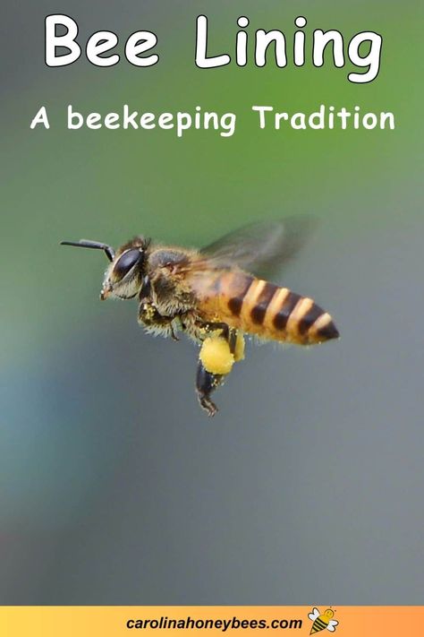 Bee Lining Honey Bee Garden, Backyard Birds Watching, Diy Pet Bed, Beekeeping For Beginners, Raising Bees, Wild Bees, Bee Colony, Bee Swarm, Backyard Beekeeping