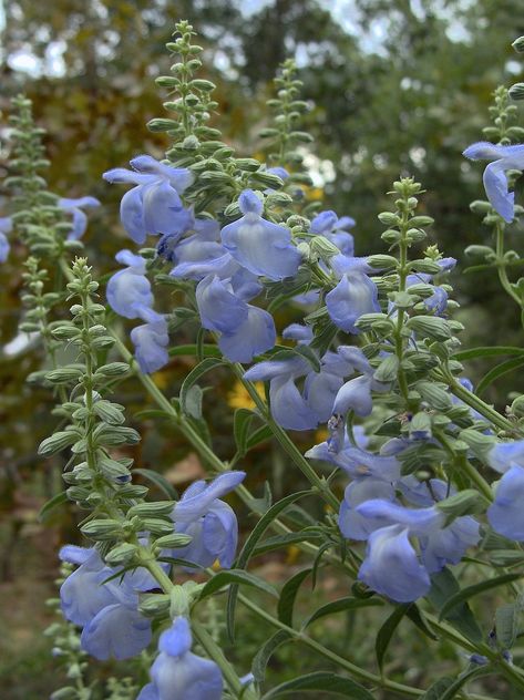 Salvia Aesthetic, Salvia Azurea, Salvia Blue, Blue Salvia, Purple Flowers Garden, Sage Plant, Planting Tips, Native Plant Gardening, Blue Plants