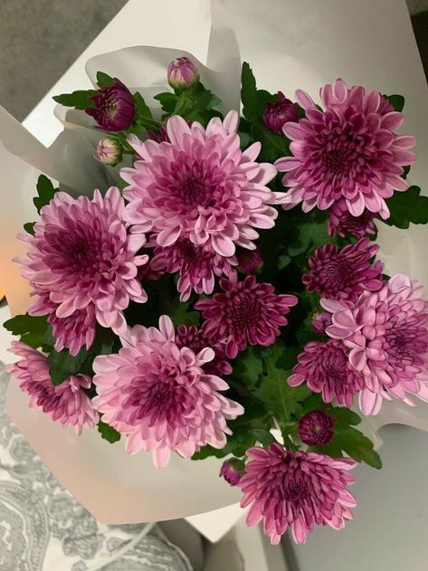 Pink Chrysanthemum Bouquet, Chrysanthemum Flower Aesthetic, Crysantenum Flower, Chrysanthemums Bouquet, Chrysanthemum Flower Arrangement, Chrysanthemum Bouquet, Favourite Flowers, Flower Shower, Flowers Bouquet Gift