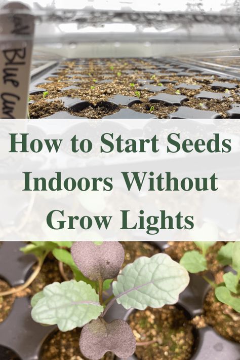 How to start seeds indoors without grow lights for success Seed Starting Table, Indoor Greenhouse Diy Seed Starting, Sowing Seeds Indoors, Diy Plant Grow Light, Indoor Seedling Setup, Grow Lights For Seed Starting, How To Start Seeds Indoors, Diy Seed Starting Tray, Indoor Seed Starting Setup