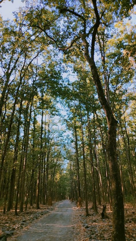 The beauty of Jim Corbett National park 10 Day Travel Wardrobe, 10 Day Travel Wardrobe Summer, Travel Wardrobe Summer, South India Tour, Corbett National Park, Jaipur Travel, Jim Corbett National Park, Kerala Travel, Delhi Travel