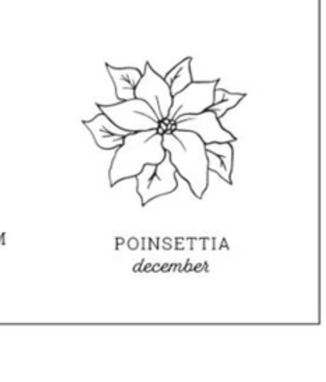 Small Poinsettia Tattoo, Ponsietta Tattoo, Poinsettia Line Drawing, Pointsetta Flower Tattoo, Poinsettia Drawing Simple, Poinsetta Tattoo Design, Pointsetta Tattoo Flower, Poinsettia Tattoo, Brow Room