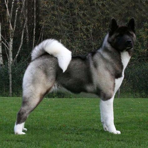 Cute Dog, beautiful Dog Dog Akita, American Akita Dog, Japanese Dog Breeds, Big Dog Breeds, American Akita, Japanese Dogs, Akita Dog, Group Of Dogs, Beautiful Dog