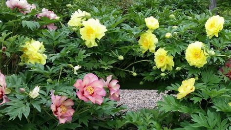 Love Itoh peonies? Here are five ways to bring these remarkable plants into your landscape. Peony Garden Design, Itoh Peony, Itoh Peonies, Pink Peonies Bouquet, Peony Garden, Planting Peonies, Making Plant Pots, Growing Peonies, Perennial Border