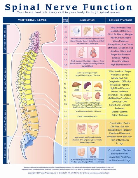 Discover Why Proper Spinal Nerve Function Is CRUCIAL To Your Health & Wellbeing! Spinal Nerves Anatomy, Remedy For Sinus Congestion, Nose Sores, Nerve Anatomy, Allergy Eyes, Brain Nerves, Sinus Problems, Spinal Nerve, Sinus Congestion