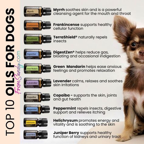 Oils Not Good For Dogs, Essential Oils Dogs Not Safe, Essential Oils That Are Safe For Dogs, Is Peppermint Oil Safe For Dogs, Pet Spray Essential Oils Dogs, Essential Oils Not Safe For Dogs, Oregano Oil For Dogs, Essential Oils Dangerous For Dogs, What Essential Oils Are Safe For Dogs