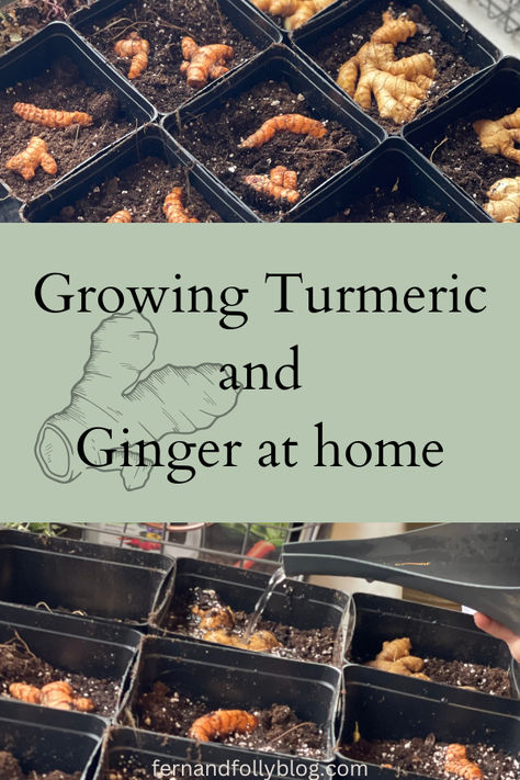 This post gave me everthing I needed to know to grow ginger and turmeric! So simple and just so fun!! Growing Tumeric Indoors, Grow Ginger In Water, How To Grow Tumeric Indoors, Planting Ginger In A Pot, How To Grow Turmeric, How To Grow Ginger, How To Plant Ginger Root, How To Plant Ginger Root At Home, How To Plant Turmeric Root