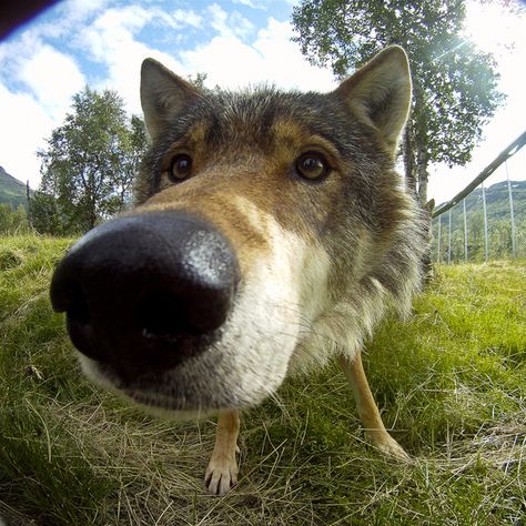 You have a rocket-schnoz. | 32 Signs You Are Literally A Badass Wolf IRL Animal Noses, Dog Nose, Wolf Love, Wolf Pictures, Silly Animals, Wolf Dog, Animal Wallpaper, Cute Creatures, Animal Photo