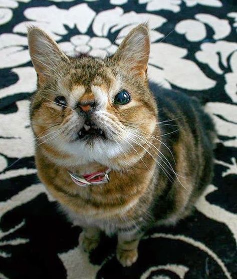 Spread the love for this special looking cat with a birth disability #disability #specialcat #catlove Ugliest Cat, Cutest Cats Ever, Cleft Lip, Ugly Cat, Cute Cats And Kittens, Raise Funds, Cats Meow, Beautiful Cat, Beautiful Cats