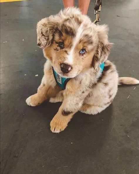 Bichon Havanais, Puppies For Adoption, Australian Shepherd Puppy, Cute Dogs Images, Very Cute Puppies, Aussie Puppies, Australian Shepherd Puppies, Cute Animals Puppies, Very Cute Dogs