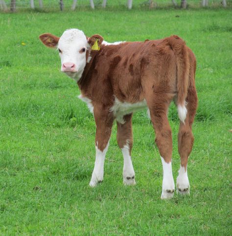 Ballerina Legs, Cow Calf, Baby Cows, Diy Crafts For Gifts, Photo Reference, Animal Photo, Drawing People, Farm Animals, Pet Birds