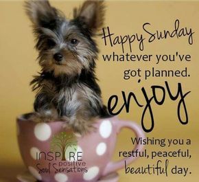 Happy Sunday, Whatever You've Got Planned. Enjoy Wishing You A Restful, Peaceful, Beautiful Day good morning sunday sunday quotes good morning sunday sunday images sunday pictures sunday quotes and sayings Funny Sunday Memes, Sunday Humor, Happy Sunday Images, Sunday Morning Quotes, Sunday Quotes Funny, Sunday Pictures, Sunday Greetings, Good Sunday Morning, Sunday Images