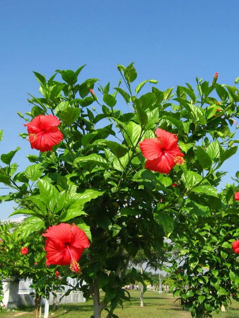 Hibiscus rosa-sinensis (Chinese Hibiscus, China Rose) → Plant characteristics and more photos at: http://worldoffloweringplants.com/?p=99  "A flower cannot blossom without sunshine, and man cannot live without love." - Max Muller Hibiscus Garden, Hibiscus Tree, Hibiscus Rosa Sinensis, Hibiscus Plant, China Rose, Water Gardens, Peonies Garden, Chinese Garden, Planting Roses