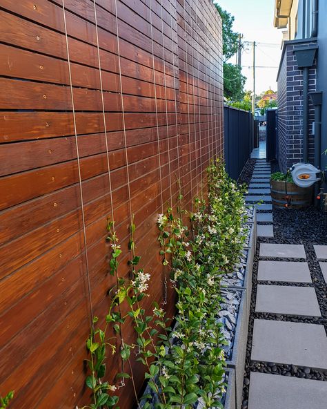 Chinese Star Jasmine + stainless steel runners. Design: @eva_outdoors #landscaper #landscapedesign #gardendesign #sydneylandscaper Star Jasmine Wall, Jasmine Wall, Jasminum Sambac, Tiny Backyard, Chinese Star, Horizontal Fence, Vertical Garden Wall, Star Jasmine, Casa Exterior