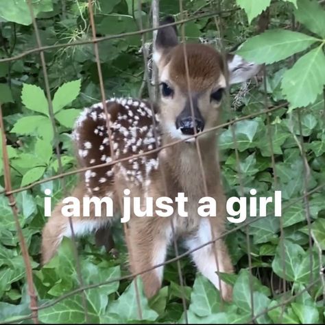 Deer Beauty, Bambi Aesthetic, I Am Just A Girl, Fawns Deer, Cute Deer, Oh Deer, Silly Animals, Baby Deer, Silly Me