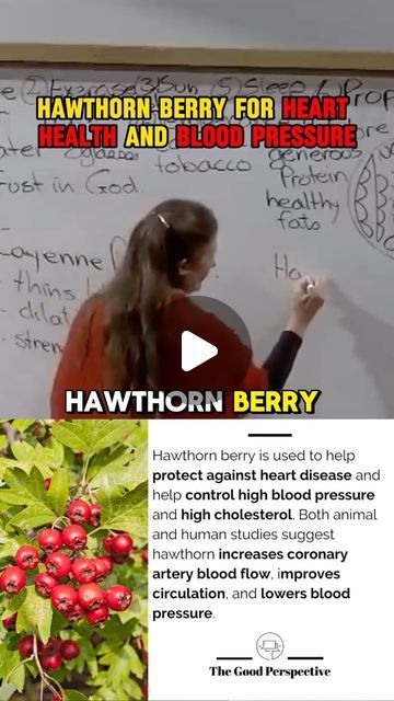 Barbara O'neill Remedies, Hawthorne Berry Benefits, Hawthorn Berry Benefits, Hawthorn Benefits, Barbara O'neill Natural Remedies, Barbara O'neill Health, Hawthorne Berry, Herb Medicine, Barbara Oneil