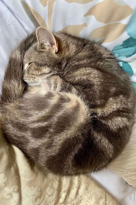 Cat Sleeping Curled Up, Cats Curled Up, Person Curled Up In A Ball Reference, Cat Curled Up, Curled Up Cat, Sleep Curls, Sleeping Posture, Cats Sleeping, Cat Sleep