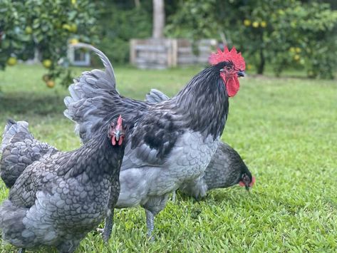 Australorp Chickens, Australorp Chicken, Black Australorp, Rhode Island Red, Poultry Feed, Chicken Eating, Raising Backyard Chickens, Hygienic Food, Poultry Farm