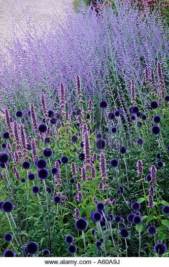 Echinops 'Veitch's Blue, Perovskia 'Blue Spire', Pensthorpe Millennium Garden, Norfolk, Blue, purple - Stock Image Perovskia Blue Spire, Desain Lanskap, Dry Garden, Purple Garden, Blue Garden, The Secret Garden, Plant Combinations, Garden Borders, Gorgeous Gardens